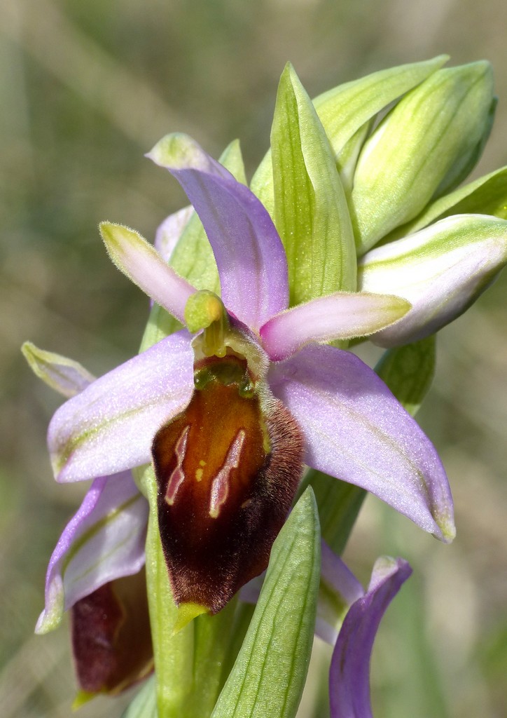 Ophrys crabronifera nellAbruzzo aquilano - aprile  2022.